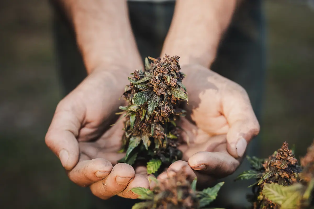 Traditional Thai cannabis use