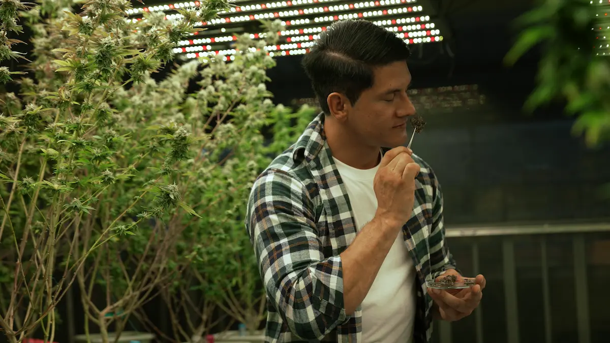 Can foreigners buy cannabis in Thailand