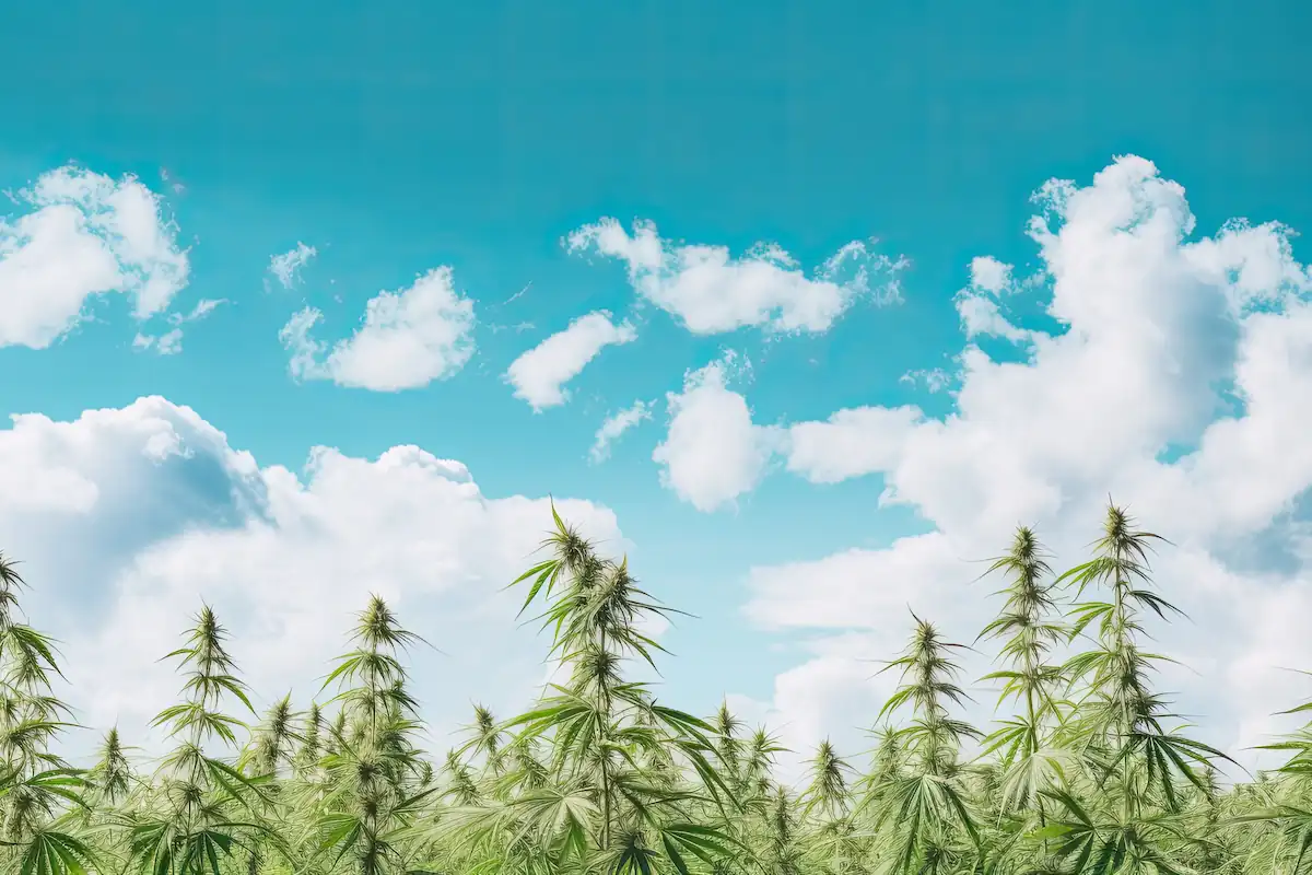 weed on domestic Thai flights